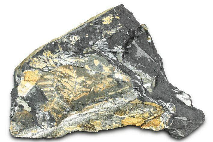 Fossil Seed Fern (Alethopteris & Pecopteris) Plate - Pennsylvania #336326